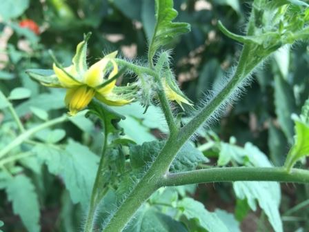 Tomato Bloom