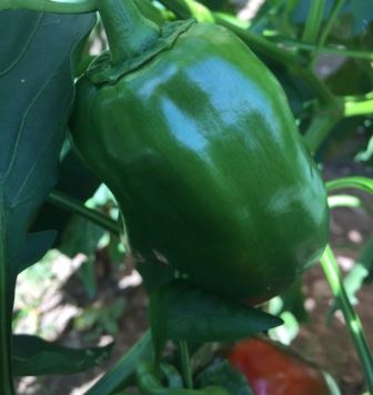 Green Pepper